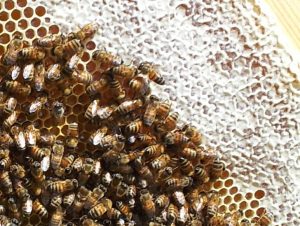Api intente ad opercolare il miele - foto Giacomo Bini TESORI DELLE API